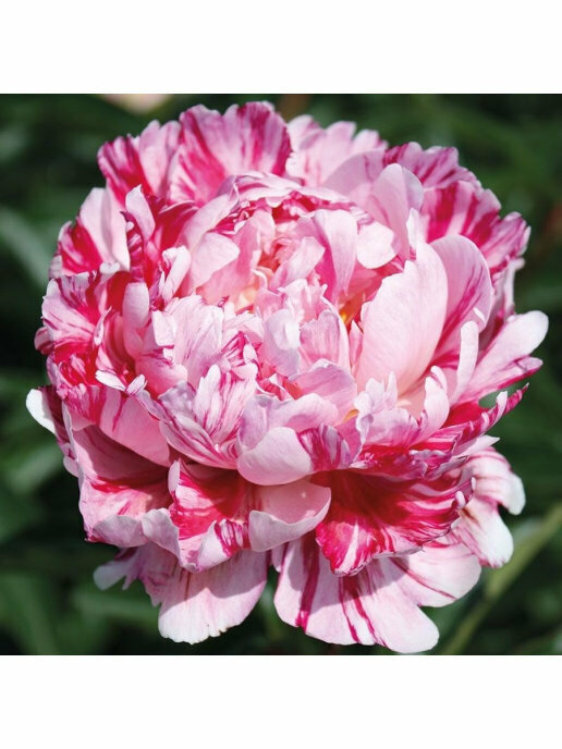 Пион Корневище, Кэнди Страйп, 1шт (LeFlower) — фото 2