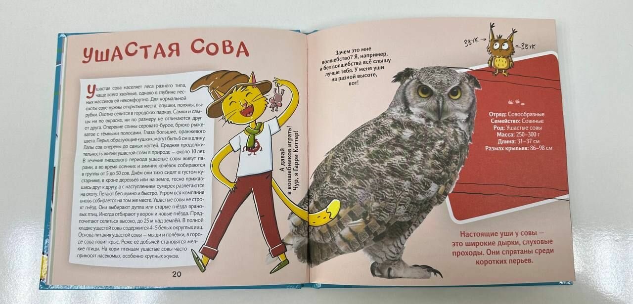 Кот Брюс и городские птички (Егорова София Евгеньевна) - фото №6