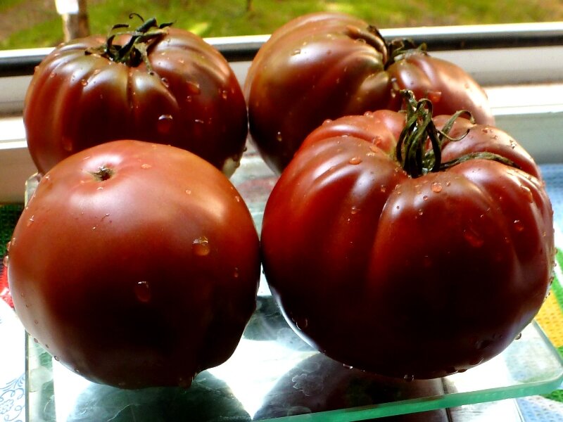 Коллекционные семена томата Чёрный гигант