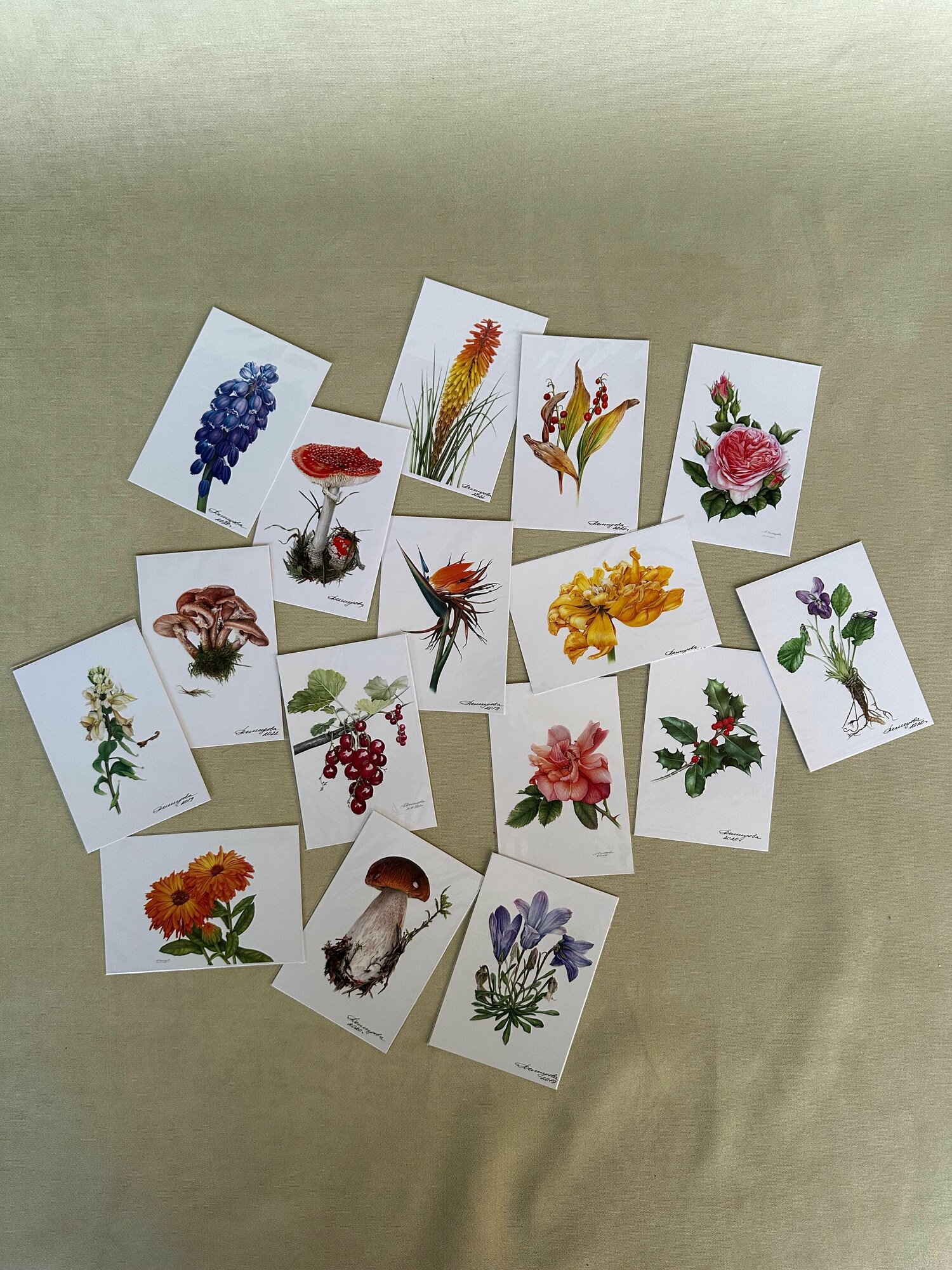 Комплект авторский открыток "сезоны" ботанического художника