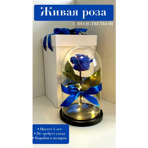 Живая роза Premium 27x15 синяя подсветка в подарочная коробка, стабилизированный цветок, подарок любимой, вечная роза