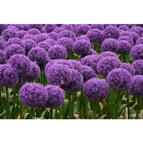 Лук декоративный