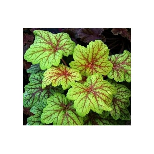 Гейхера гибридная 'Electra'