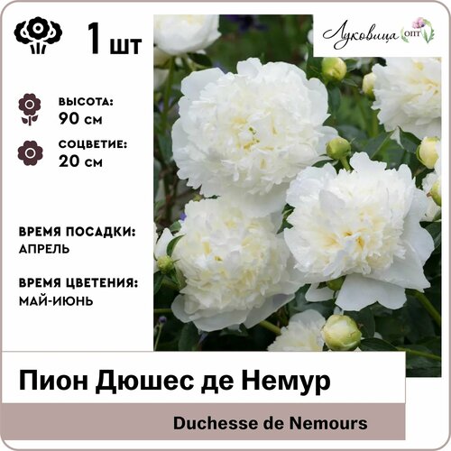 Пион Дюшес де Немур (Duchesse de Nemours) 2-3 почки, корни 1шт, Голландия пион травянистый дюшес де немур 1 шт