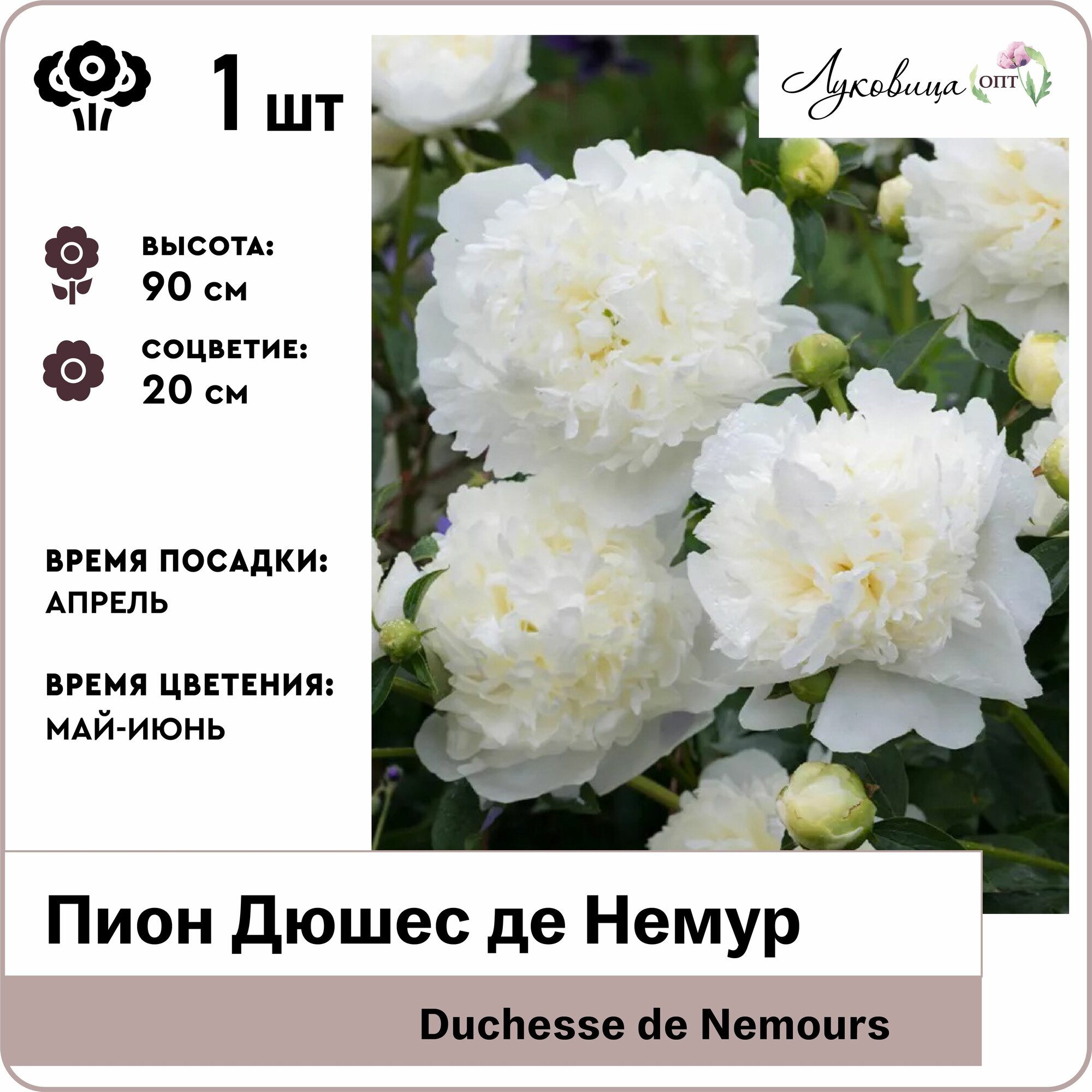 Пион Дюшес де Немур (Duchesse de Nemours) 2-3 почки корни 1шт Голландия