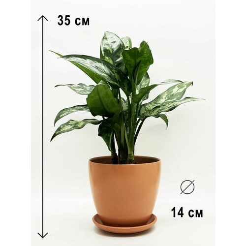 Аглаонема в керамическом персиковом горшке с поддоном, высота композиции 30-35см