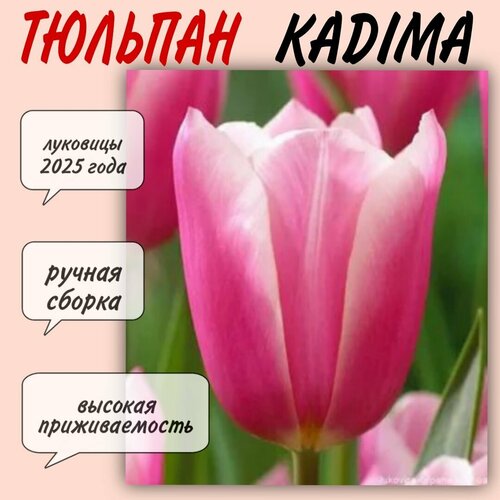 Луковицы тюльпана, сорт Kadima, 5 шт луковицы тюльпанов outfit 10 штук