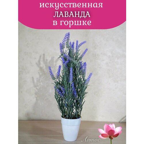 Лаванда в горшке от бренда Лотос 500₽