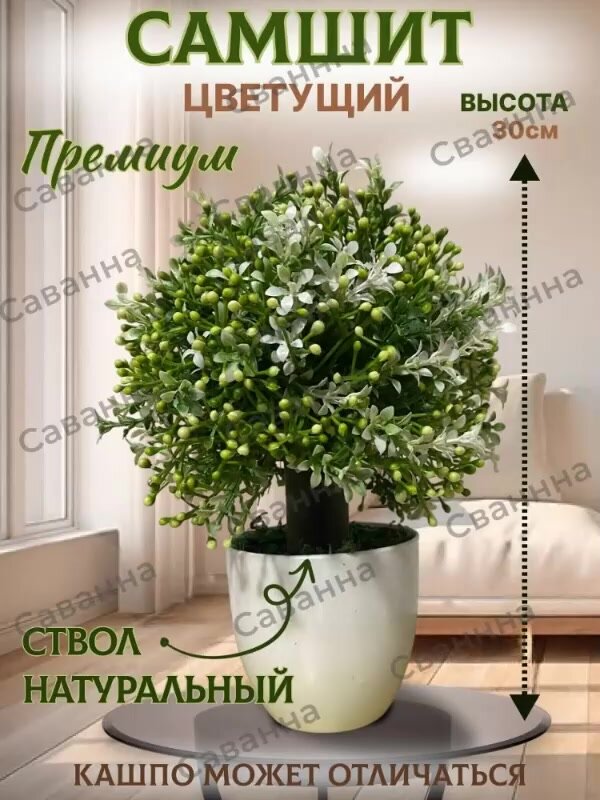 Самшит цветущий — фото 1