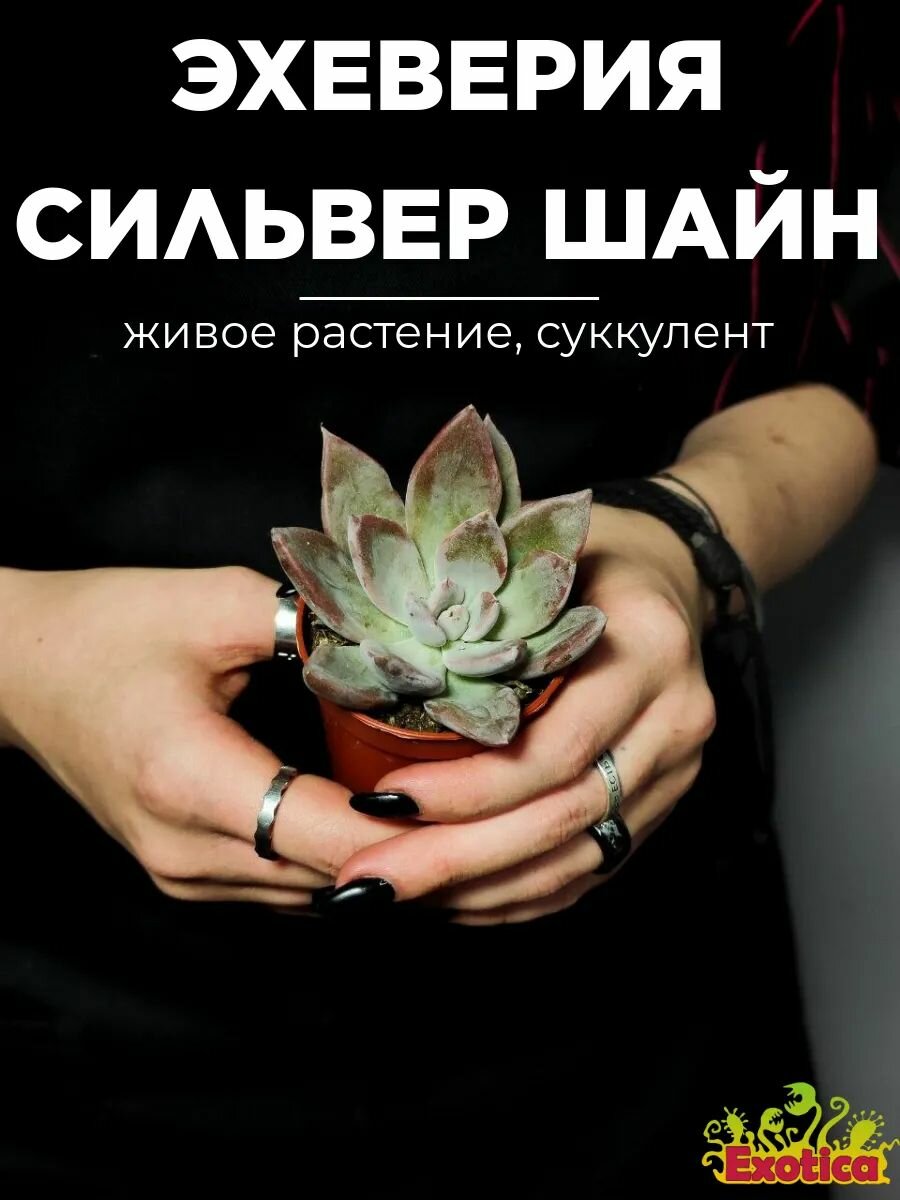 Эхеверия Сильвер Шайн (Echeveria Silver Shine) D5см