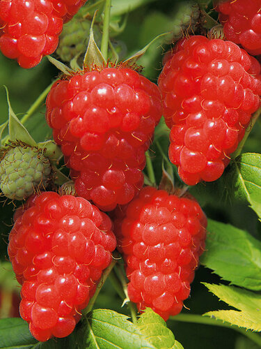 Изображение товара Малиновое дерево Красное (1 шт) / высокоурожайный, морозостойкий сорт