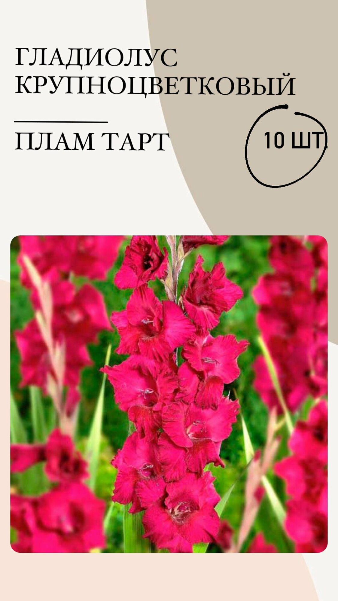Гладиолус крупноцветковый Плам Тарт, луковицы многолетних цветов