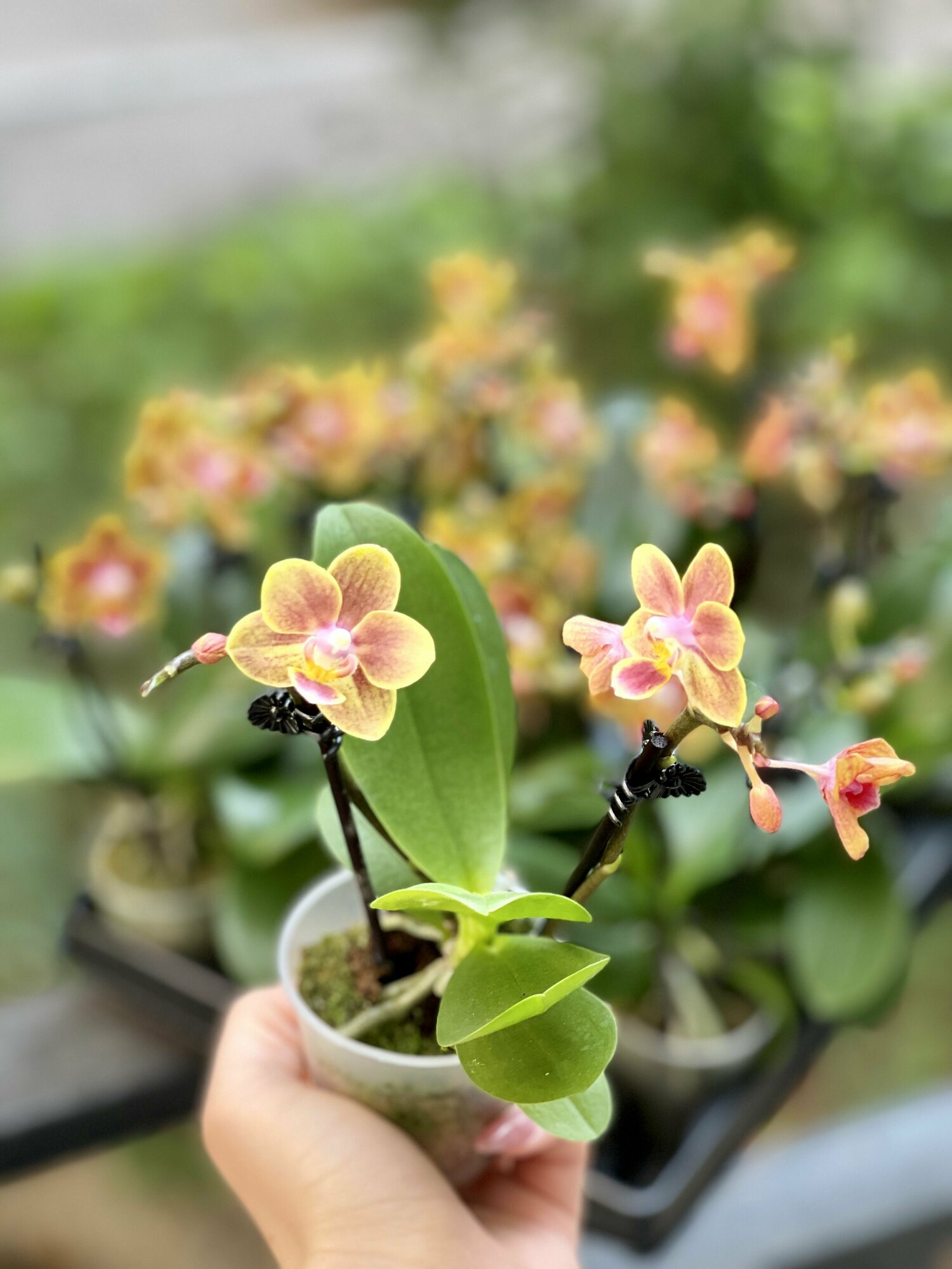 Орхидея Фаленопсис Персиковая (Phalaenopsis Multiflora) D6см