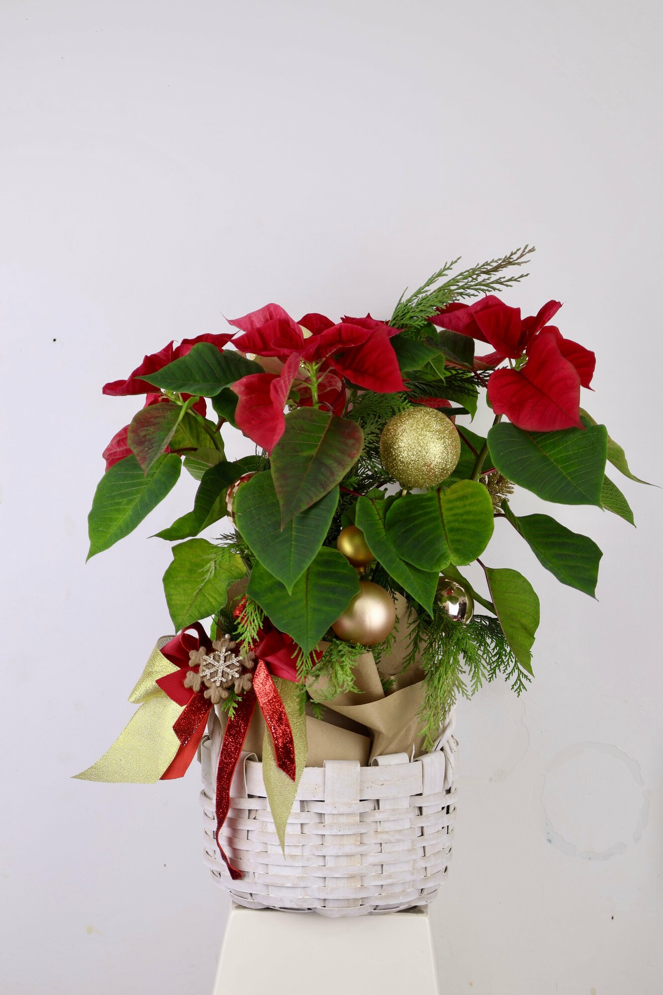 Красная Пуансеттия в Корзине