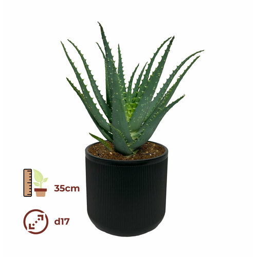 Алоэ 17/35, цвет кашпо черный