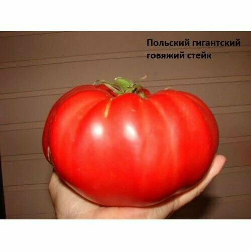 Коллекционные семена томата Польский гигантский говяжий стейк