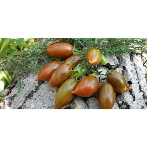 Коллекционные семена томата Эмалия