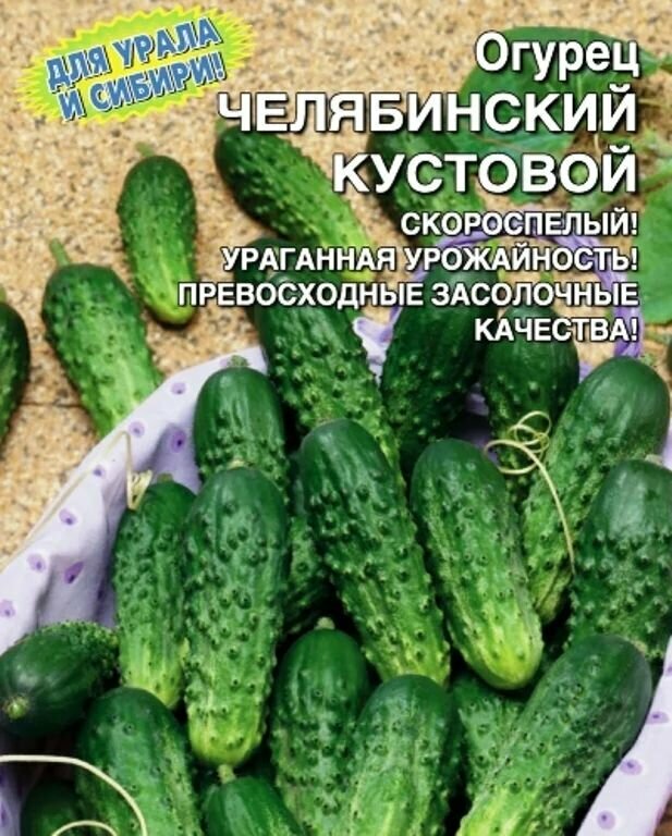 Коллекционные семена огурца Челябинский Кустовой