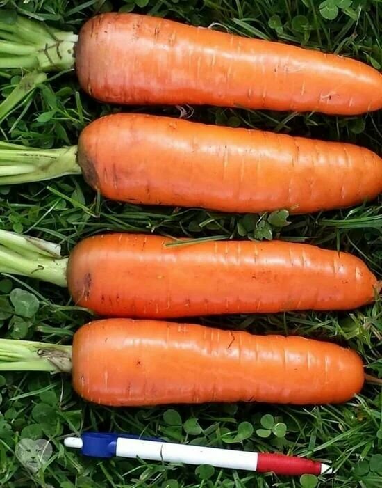 Коллекционные семена моркови Колтан F1