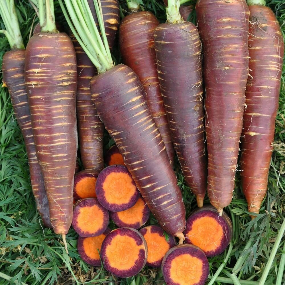 Коллекционные семена моркови F1 Пурпурный эликсир