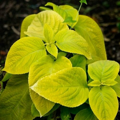 Колеус Визард, золотой с ярко-окрашенными светло-зелеными, почти золотистыми бархатистыми листьями, 15 семян колеус танец радуги семена цветы