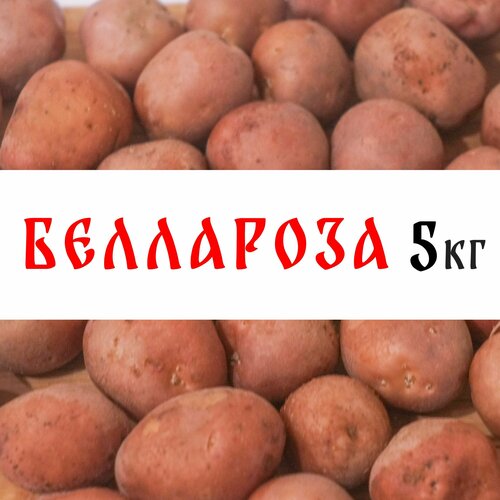 Семенной картофель сорта Беллароза 5кг, клубни картофель семенной беллароза клубни 4 кг