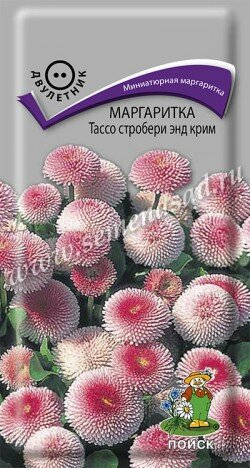 Маргаритка Тассо Стробери энд Крим 20шт ПОИСК - фото №2
