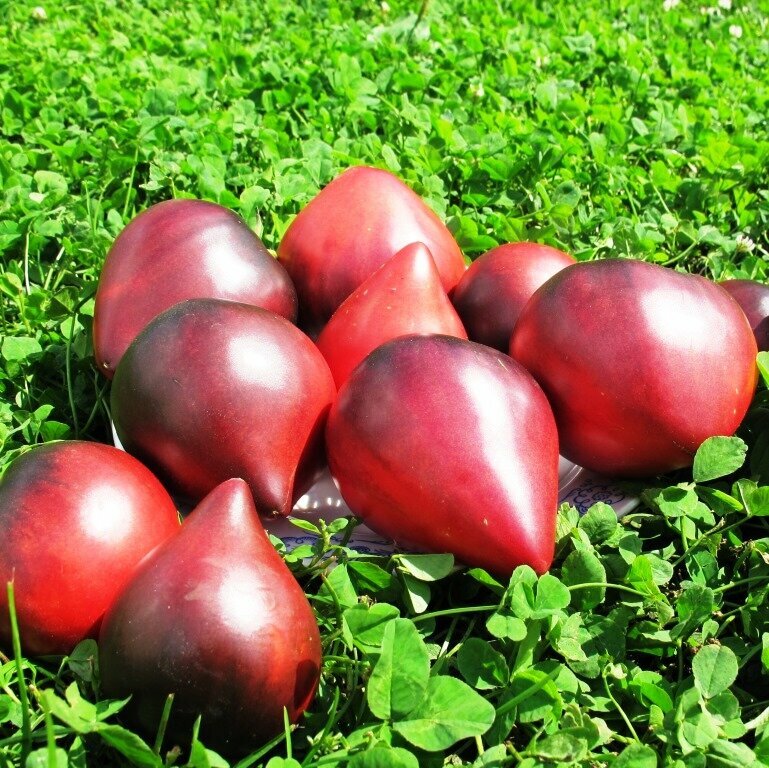 Одинокие Сердца Сержанта Пеппера - семена томатов