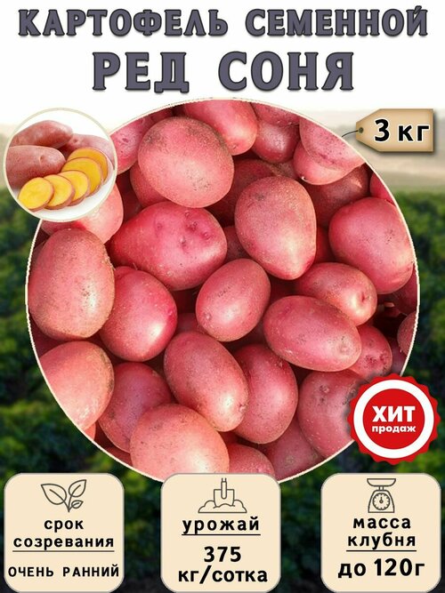 Клубни картофеля на посадку Ред Соня (суперэлита) 3 кг Очень ранний