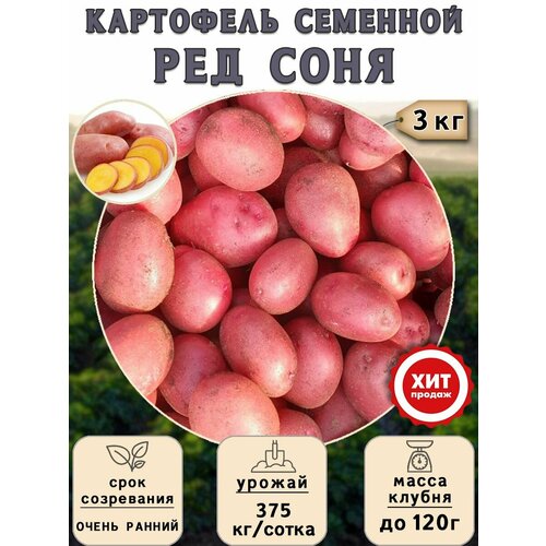 Клубни картофеля на посадку Ред Соня (суперэлита) 3 кг Очень ранний картофель ред соня 2кг
