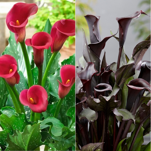 Твин: Калла Ред Алерт 1 шт/Калла Мемориз 1 шт (2 клубня)