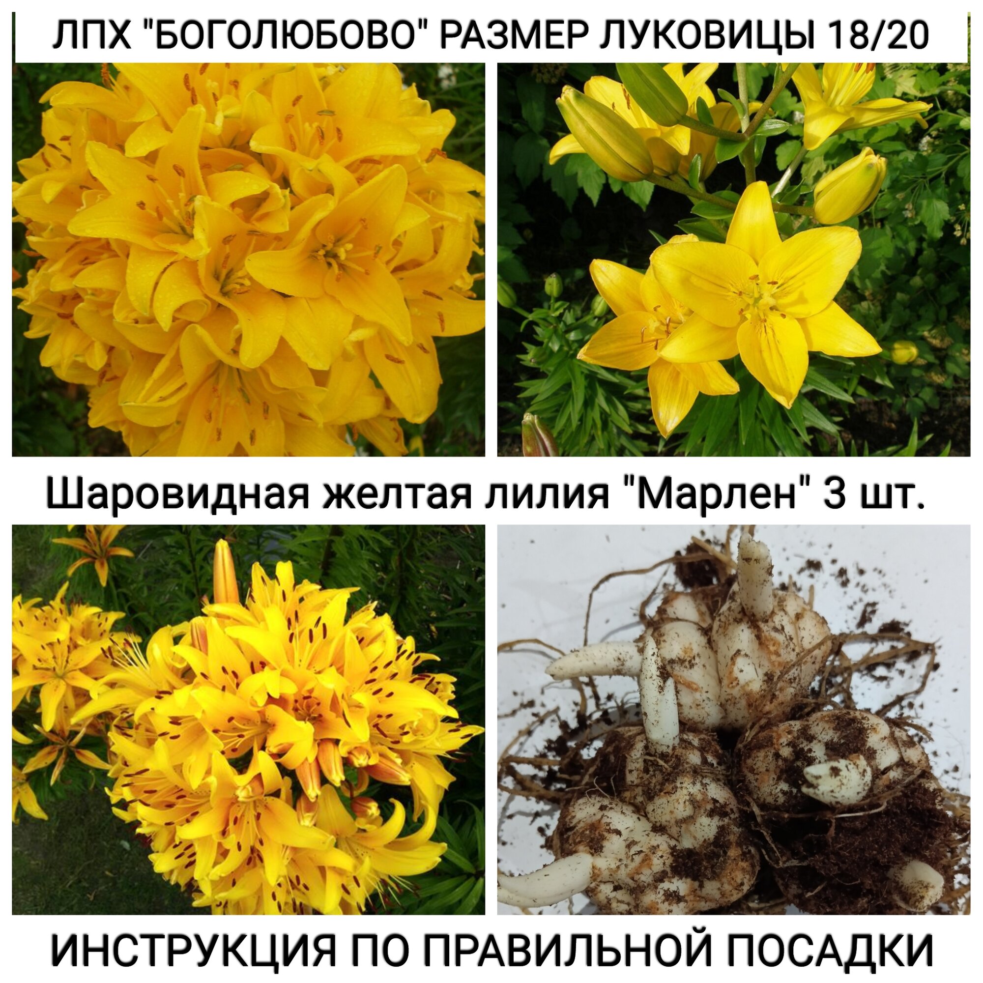 фото Шаровидная жёлтая лилия "Марлен" Размер луковицы 18/20, упаковка 3 шт.
