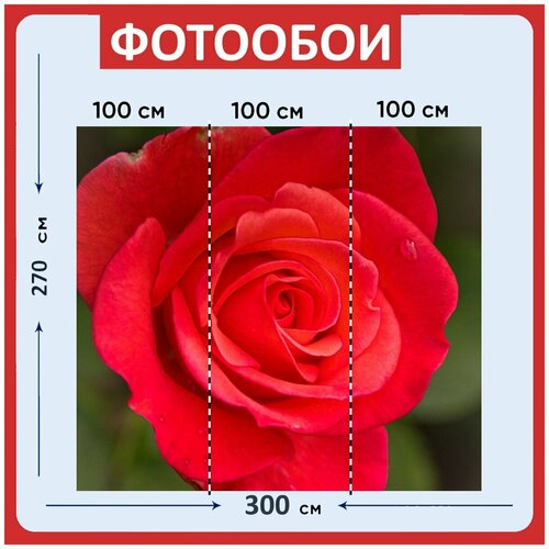 Фотообои Роза красный люблю романтику 300x270 см флизелиновыена стену 3940₽