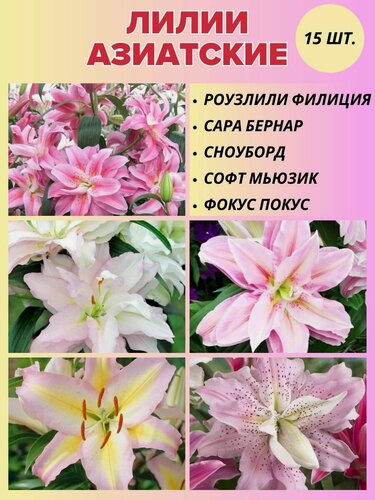 Изображение товара Лилии луковицы, сет 15 штук