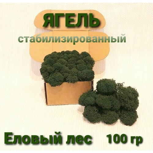 Мох (ягель) стабилизированный еловый лес