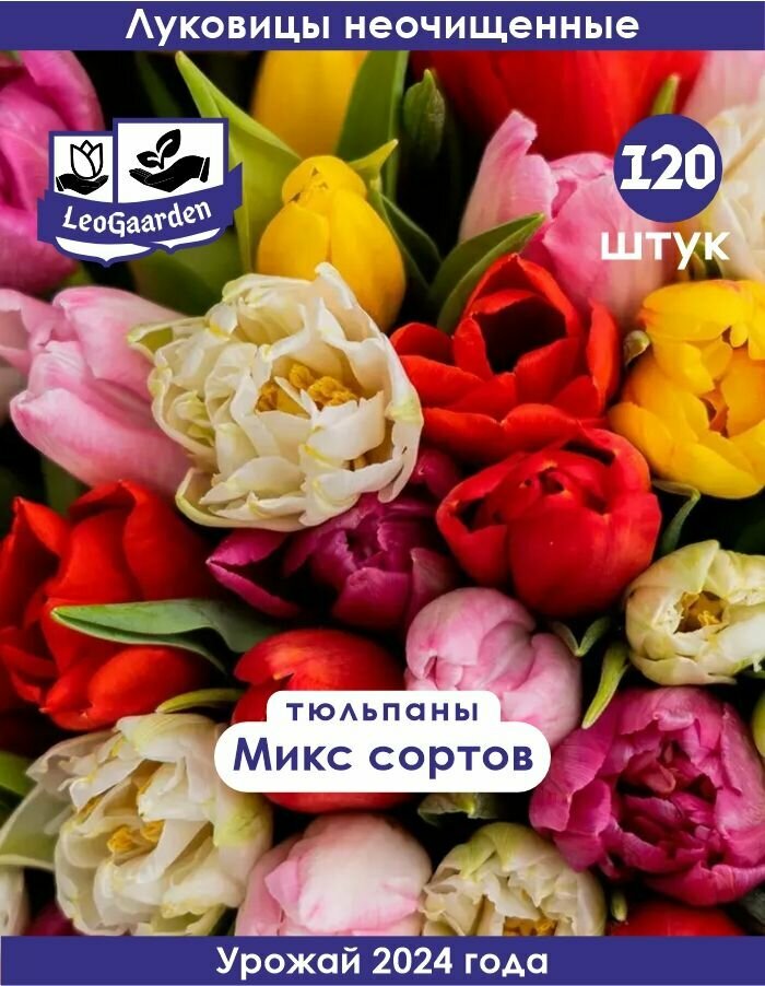 Тюльпан Луковицы неочищенные Микс сортов 120шт