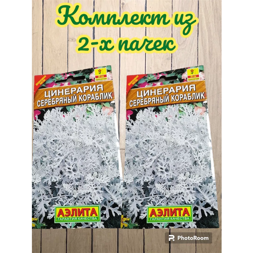 Цинерария Серебряный кораблик цв. п 0,1г , 2 штуки семена цинерария серебряный кораблик