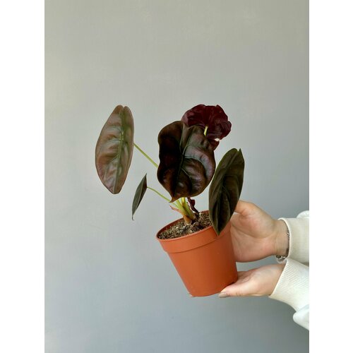 Алоказия Рэд Сикрет д12