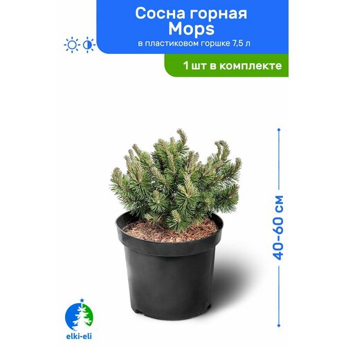 Сосна горная Mops 40-60 см в пластиковом горшке 7,5 л, саженец, хвойное живое растение