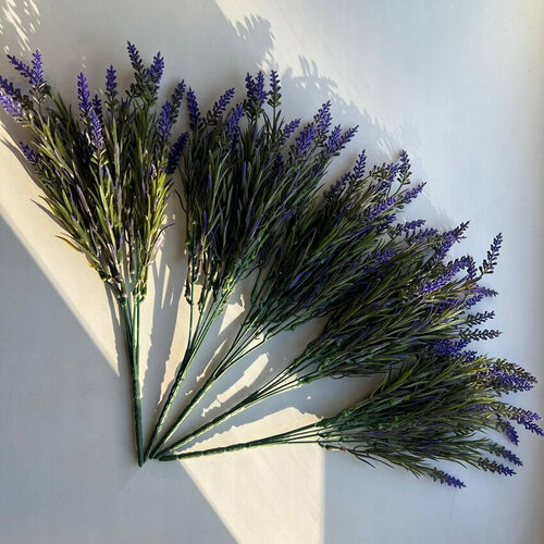 Лаванда полевая 600₽