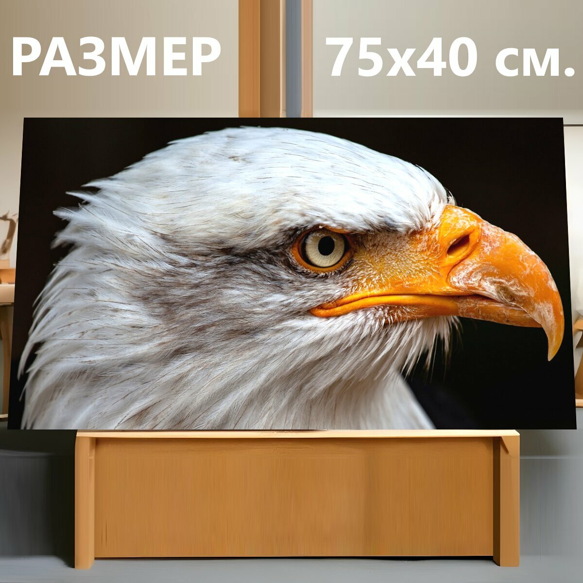 Картина на холсте "Белоголовый орлан, хищник, хищная птица" на подрамнике 75х40 см. для интерьера