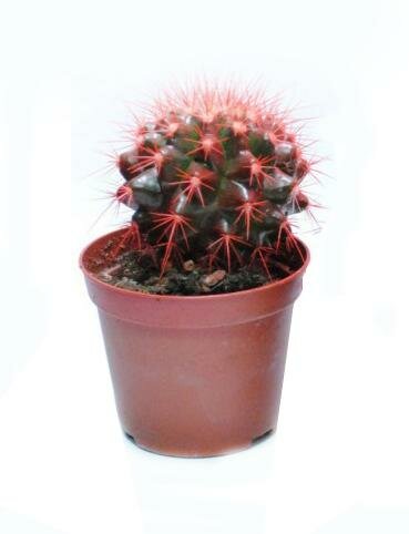 Эхинокактус Грузони красный - Echinocactus grusonii painted D7 H12