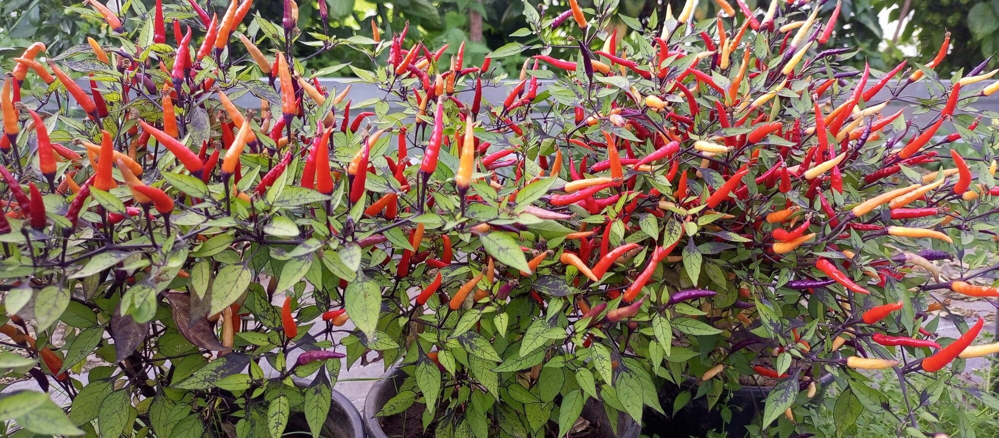 Семена Острого перца Maui Purple Multicolor 7шт+ бонус