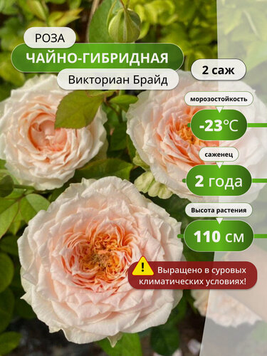 Изображение товара Роза чайно-гибридная Викториан Брайд (Victorian Bride) 2 шт / розы