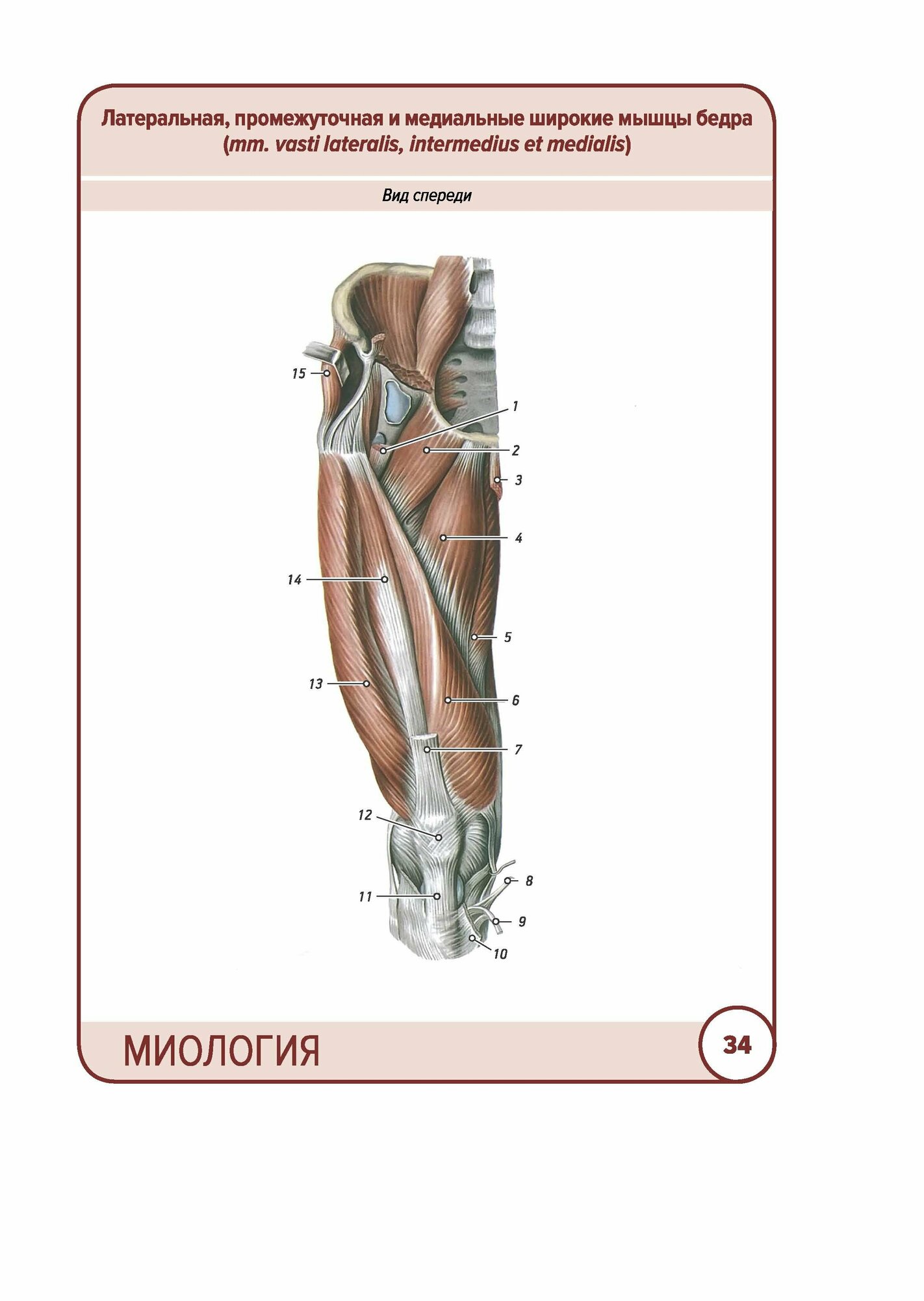Анатомия человека. Карточки. Миология - фото №16