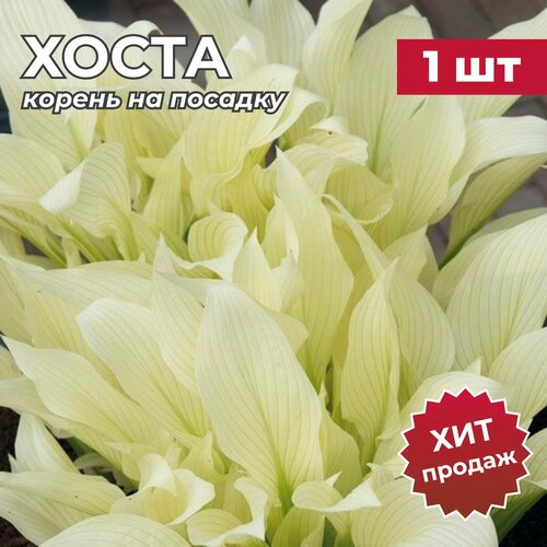 Хоста, корень/корневище хосты на посадку уайт февер XXL 1 шт