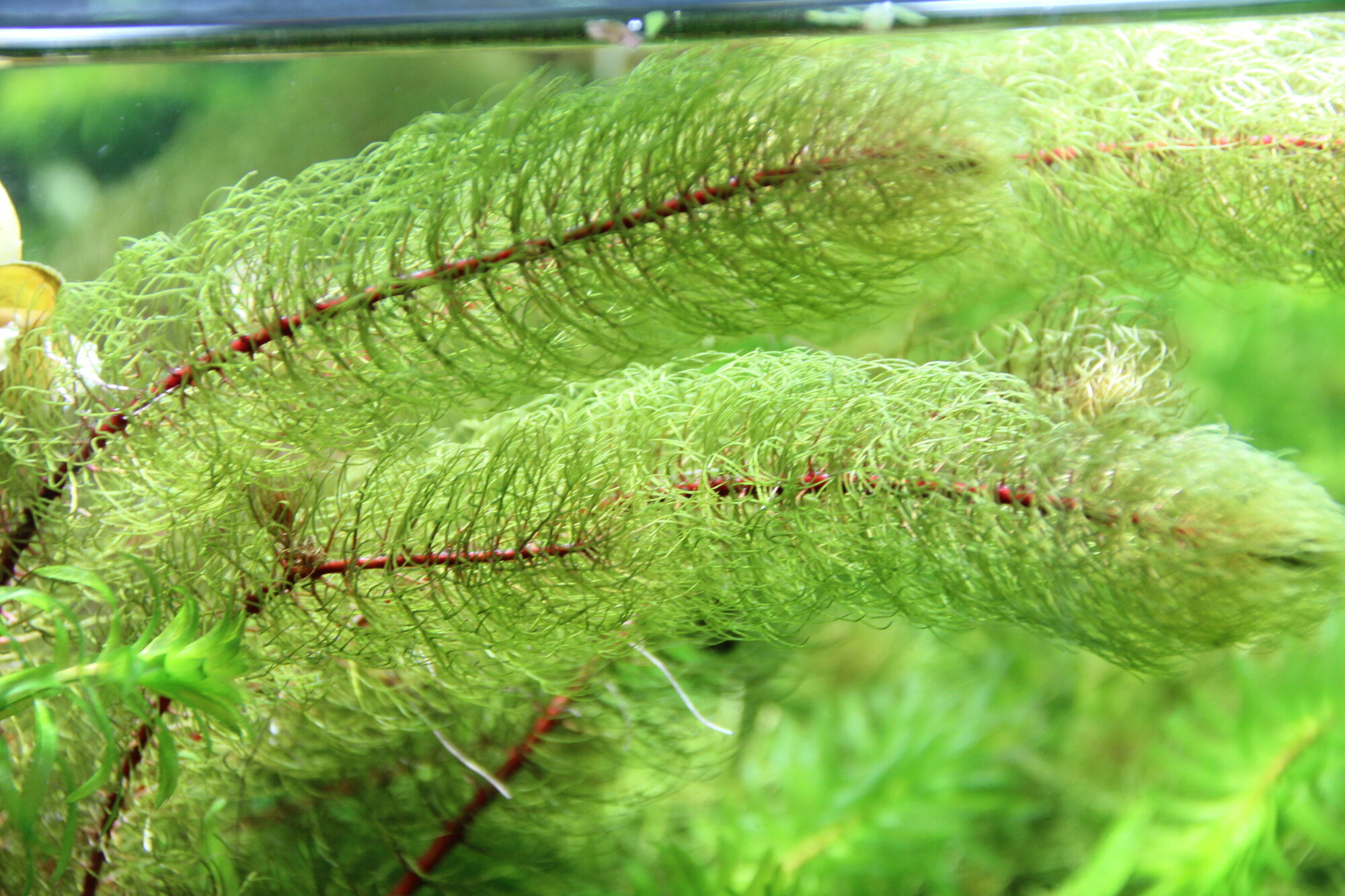 Перистолистник красностебельный (Myriophyllum heterophyllum) живое аквариумное растение 10-15см 3 веточки