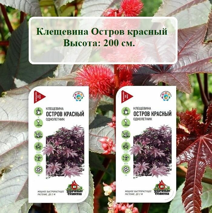 Набор семян цветов Клещевина Остров красный (2 пачки по 5 шт. семян.)