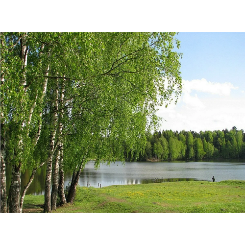 Алмазная мозаика на подрамнике 40х50, Березы на берегу