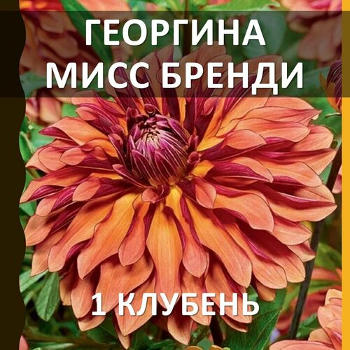 Цветы многолетние клубни георгина Мисс Бренди (Miss Brandy), 1 шт